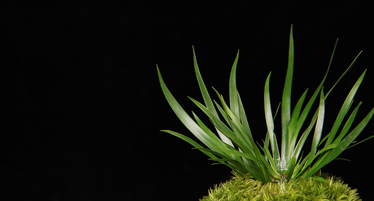 植觉［土］金钱菖蒲虎须草水生植物办公室绿植苔藓［迷你金钱］