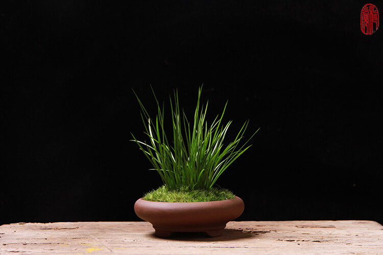 植觉［火］虎须菖蒲案头清供蒲草金钱菖蒲石菖蒲水生植物［虎须］