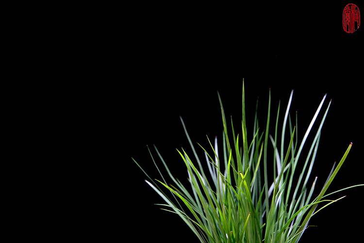 植觉［火］虎须菖蒲案头清供蒲草金钱菖蒲石菖蒲水生植物［虎须］