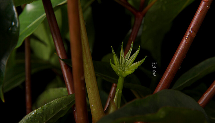 植觉［火］日本大叶伞宝罗多年生室内植物办公室绿植物盆栽小苗