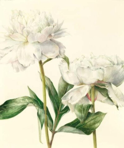 芍药Paeonia lactiflora Pall.别名将离、离草、婪尾春等。毛茛科芍药属多年生草本。花期5～6月。芍药是中国的传统名花。被列为“十大名花”之一，又被称为“五月花神”，因自古就作为爱情之花，现已被尊为七夕节的代…