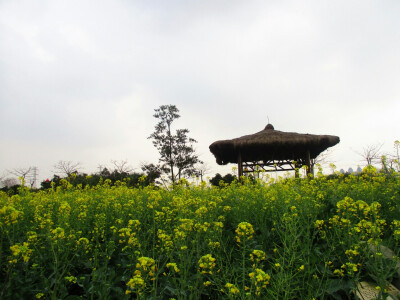 油菜花田