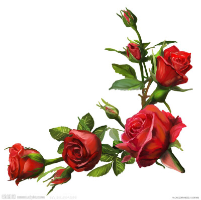在希腊神话中，玫瑰既是美神的化身，又溶进了爱神的鲜血，它集爱与美于一身，这在花的国度里，可是相当幸运的了。可以说，在世界范围内，玫瑰是用来表达爱情的通用语言。
