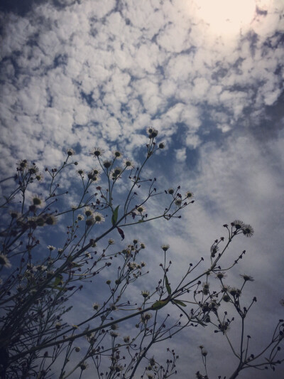 ☁️天空和小雏菊☁️