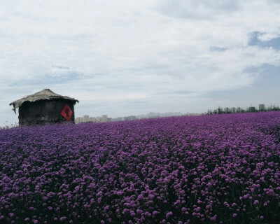 生态园 不是薰衣草的紫色花朵