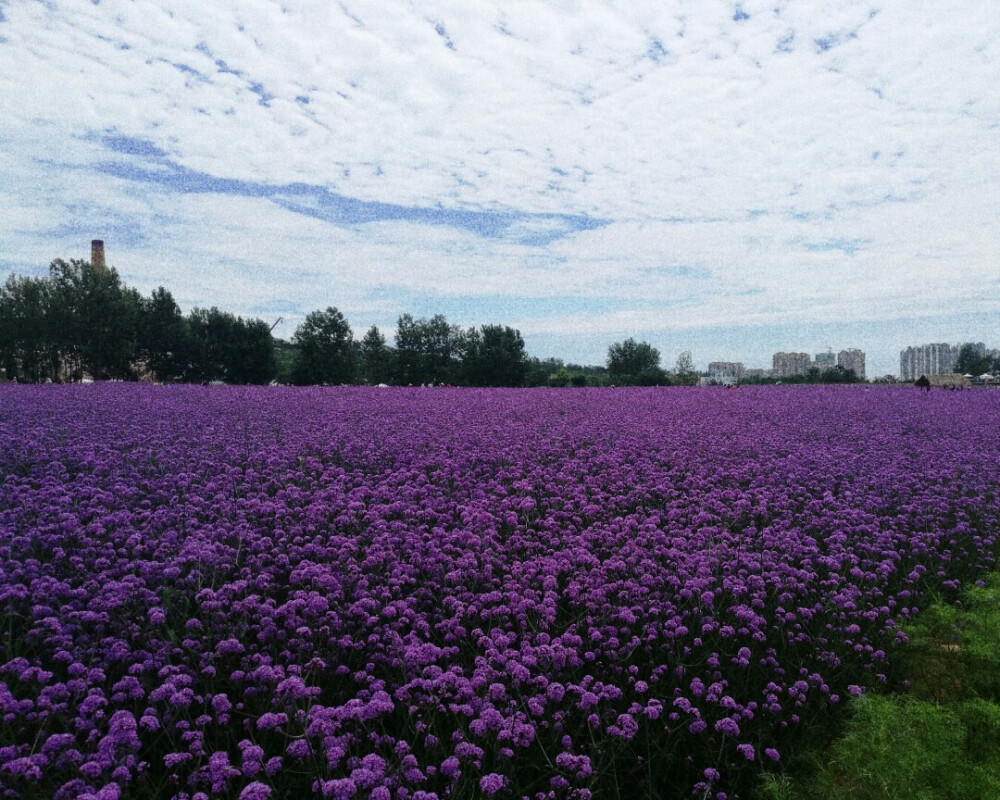 不是薰衣草的紫色花朵。