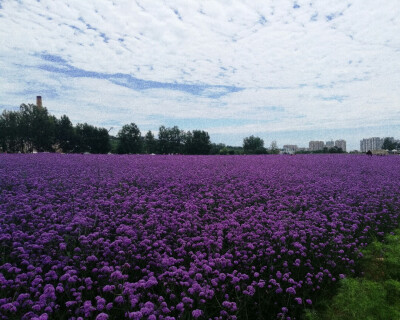 不是薰衣草的紫色花朵。