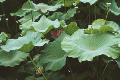 【芙蕖集】摄于大明湖。谁于水面张青盖，罩却红妆唱采莲。