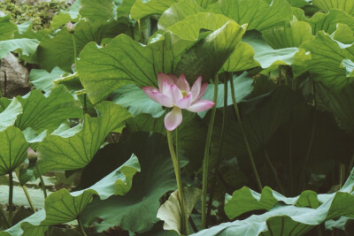 【芙蕖集】摄于大明湖。谁于水面张青盖，罩却红妆唱采莲。