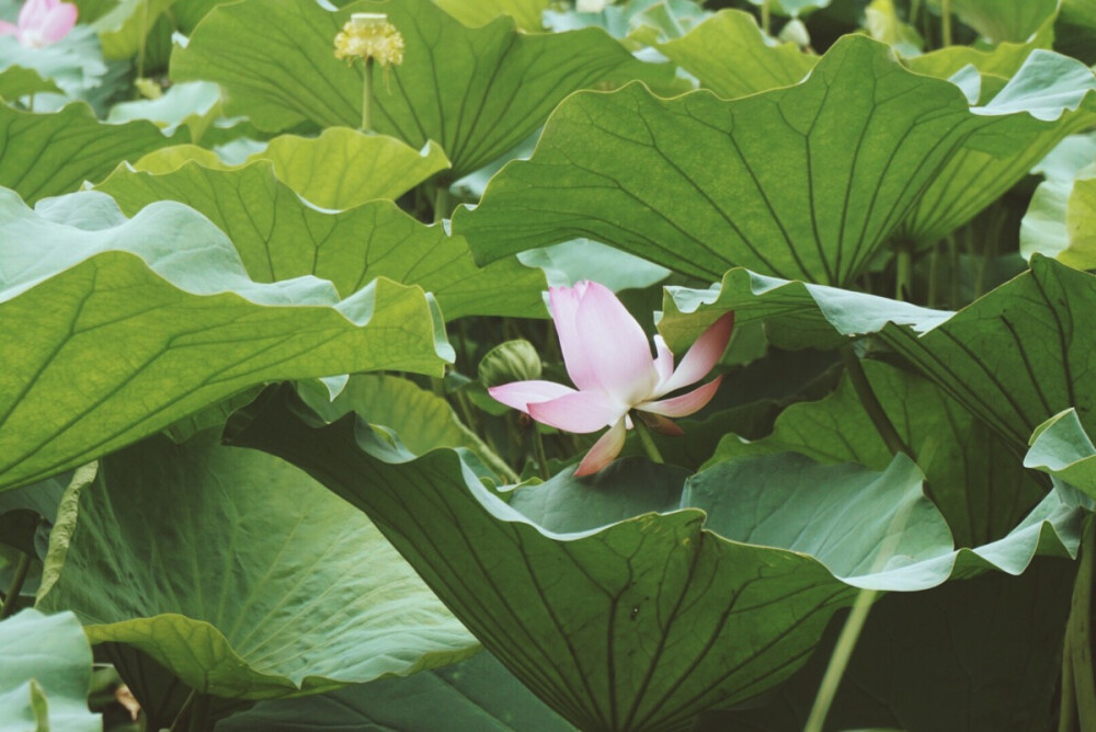 【芙蕖集】摄于大明湖。谁于水面张青盖，罩却红妆唱采莲。