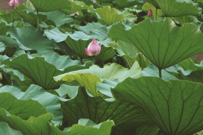 【芙蕖集】摄于大明湖。谁于水面张青盖，罩却红妆唱采莲。