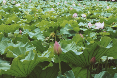 【芙蕖集】摄于大明湖。谁于水面张青盖，罩却红妆唱采莲。