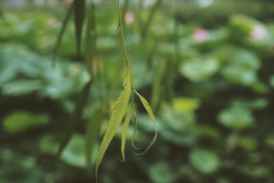 【芙蕖集】摄于大明湖。谁于水面张青盖，罩却红妆唱采莲。