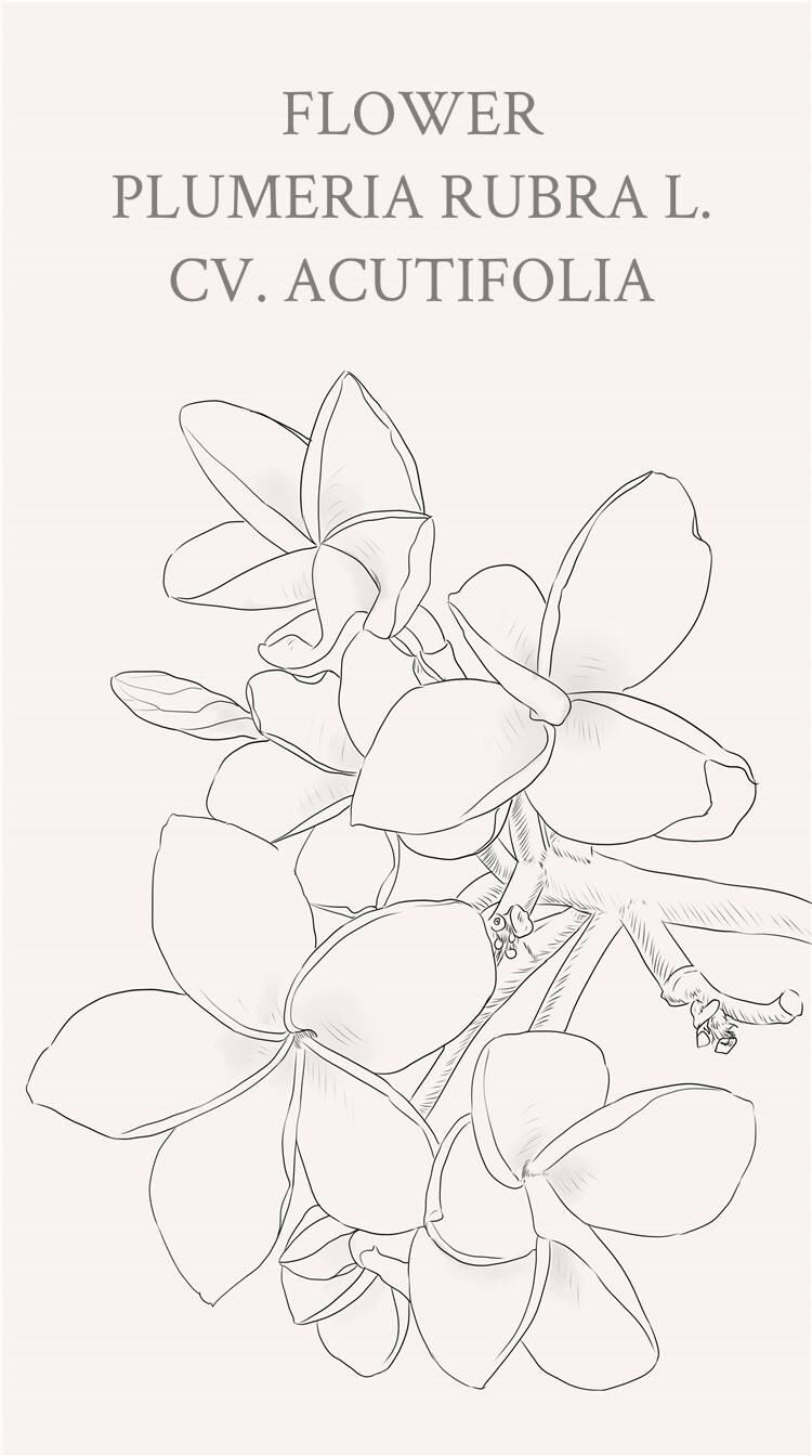 鸡蛋花（Plumeria rubra L. cv. Acutifolia），别名缅栀子、蛋黄花、印度素馨、大季花，夹竹桃科、鸡蛋花属落叶灌木或小乔木。花语：不安分的安静