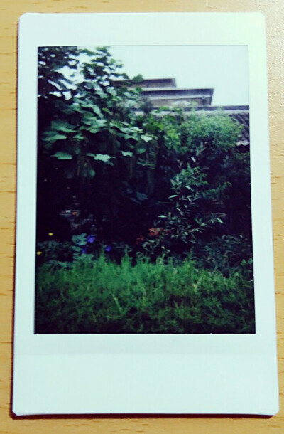 2016.07.15 瓦房店
那些花儿
instax mini 8