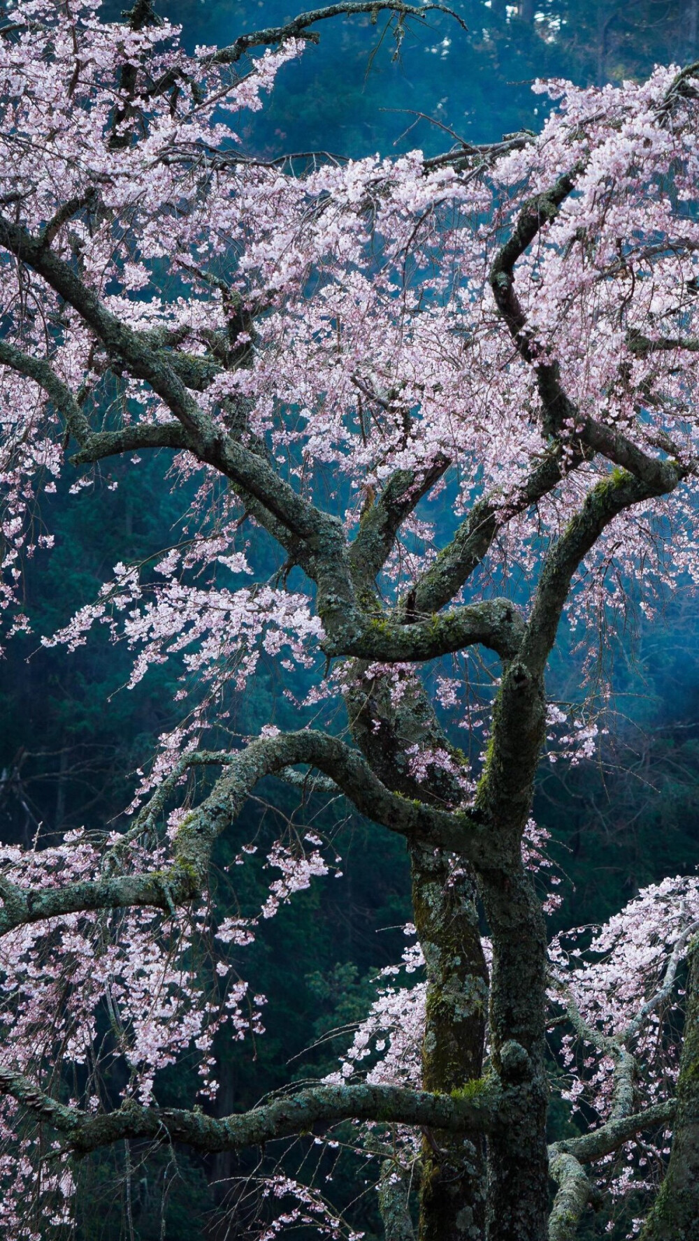 日本山梨县身延町的樱花