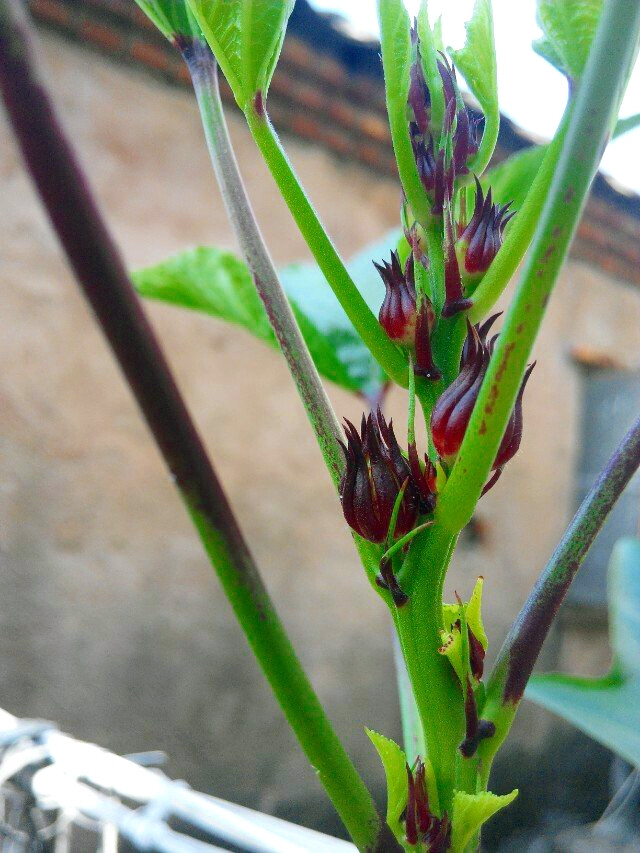 玫瑰茄☞洛神花☞红桃k
适合泡花茶，配蜂蜜或冰糖，口感酸甜，还不错。