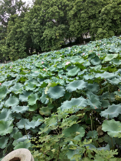 西大荷花池