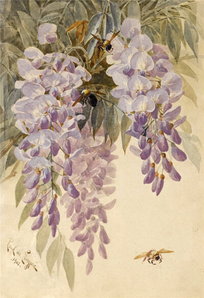 Paul de longpre花卉--紫藤花Wisteria sinensis.春季开花，民间紫色花朵或水焯凉拌，或者裹面油炸，制作“紫萝饼”、“紫萝糕”等风味面食。有时夏末秋初还会再度开花。花穗、荚果在翠羽般的绿叶衬托下相映成趣。紫…