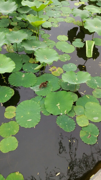 学校的小鸳鸯～