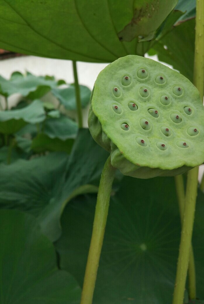 一一风荷举