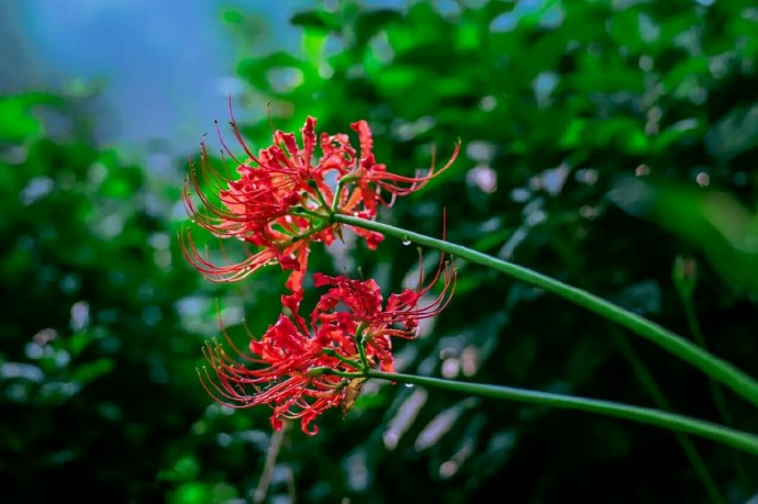 “彼岸花，开一千年，落一千年，花叶永不相见。情不为因果，缘注定生死。”——《佛经》