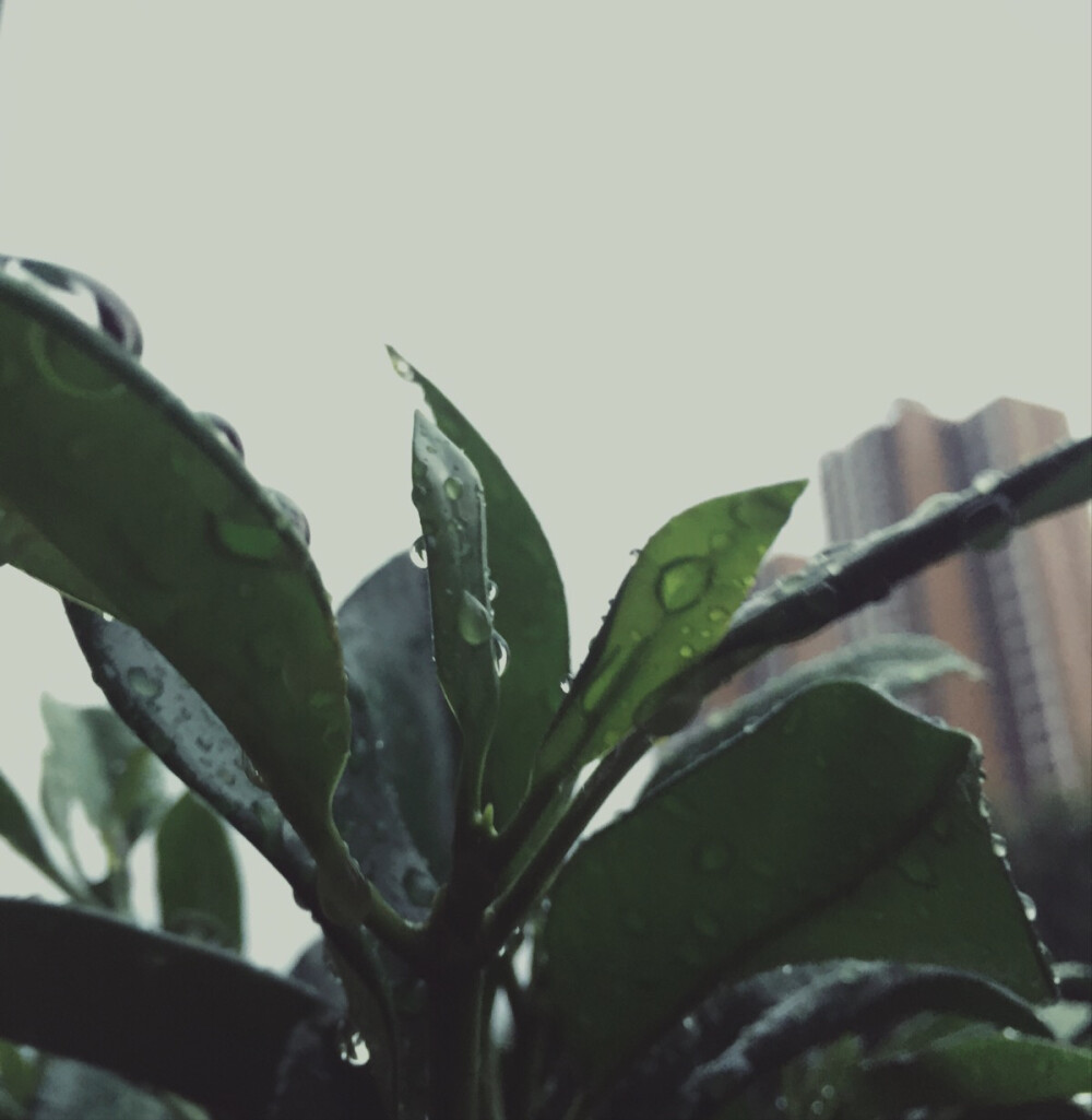 雨。