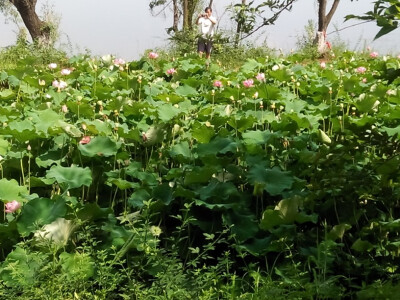 邛海荷花池～