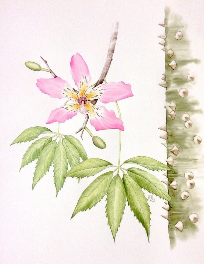 洋兰手绘水彩植物画师masdevalliajr