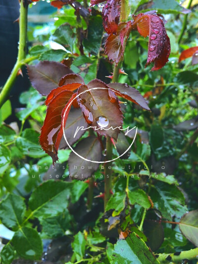 嗷嗷，今天下雨拍的照片，突然有兴趣拿来做壁纸。
上面翻译:巴卫
底下翻译:那年我们的秘密有多美