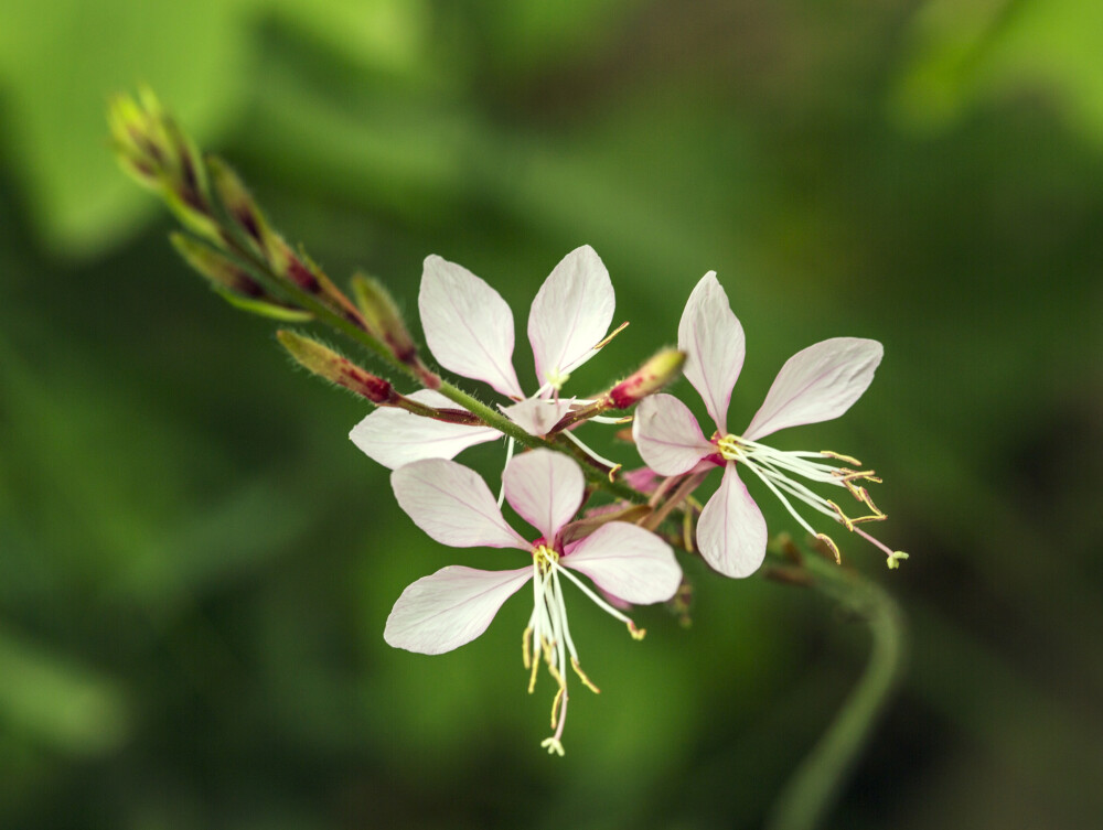 山桃草