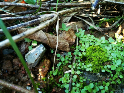 苔藓的小小世界