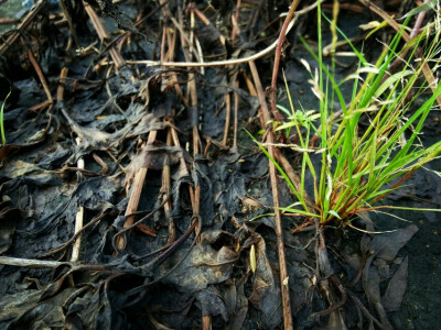 文艺 小植物 荒凉 新生