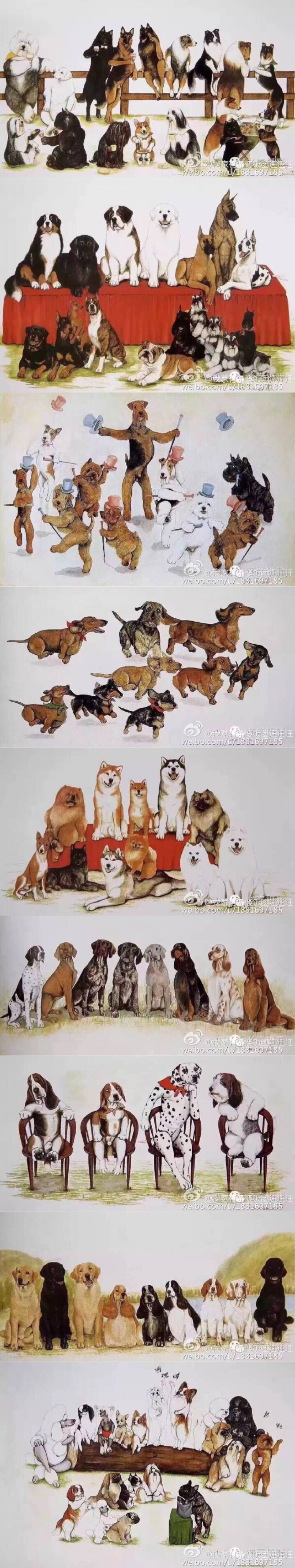 【转】FCI常见犬种分组： 第一组：牧羊犬和牧牛犬组 第二组：宾莎犬和雪纳瑞类—獒犬、瑞士山地犬和瑞士牧牛犬组 第三组：梗犬组 第四组：猎獾犬（腊肠犬）组 第五组：尖嘴犬和原始犬种组 第六组：嗅觉猎犬及相关犬种组 第七组：短毛大猎犬组 第八组：寻猎犬、搜寻犬和水猎犬 第九组：伴侣犬和玩具犬组