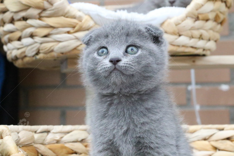 英国短毛猫,毛茸茸的,太萌了