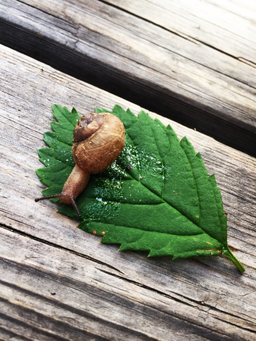 憋了一周的局部暴风雨⛈️结果没下在我们这个“局部”、三天的微微细“暴”雨加上浓稠的雨雾整得人都潮乎乎的、教育局颁给熊孩子们在家待雨的圣旨这是折腾大人啊～
雨后的小蜗牛成了娃们的玩伴儿、看着就好かわいいね
