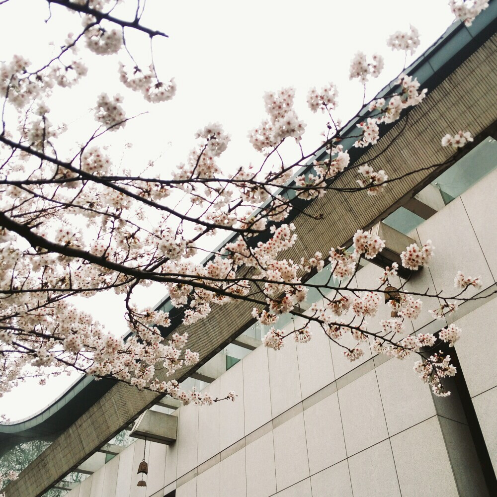 鸡鸣寺.人间四月