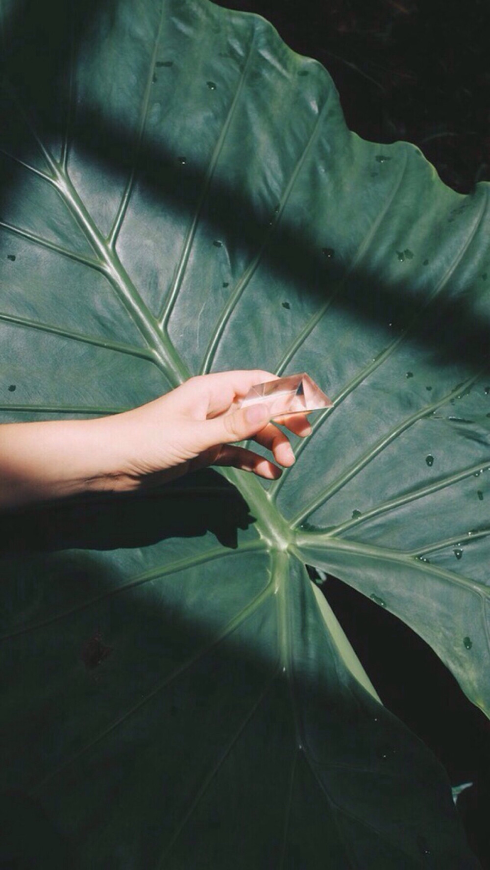 绿色 叶子 手机壁纸