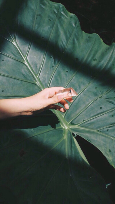 绿色 叶子 手机壁纸