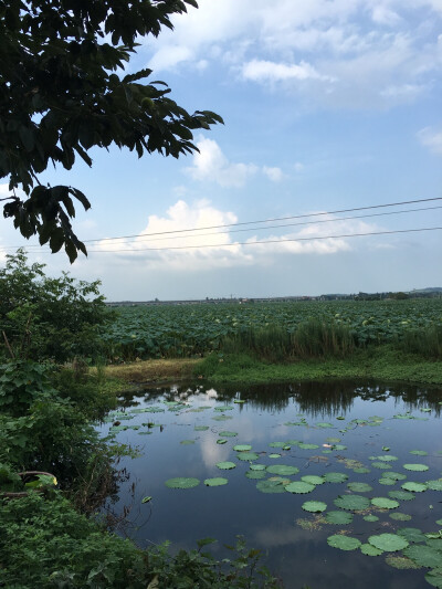 外公家门前的水塘印着蓝天白天