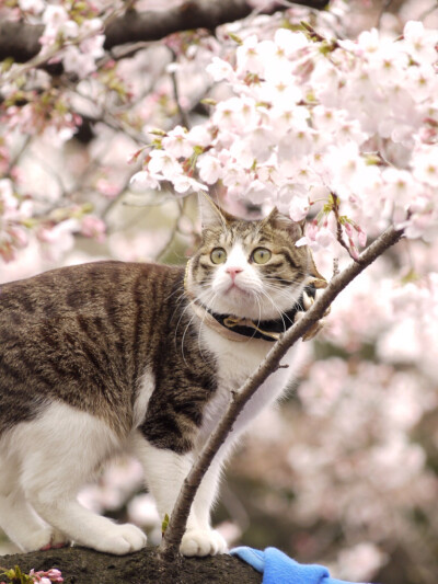 樱花与萌猫