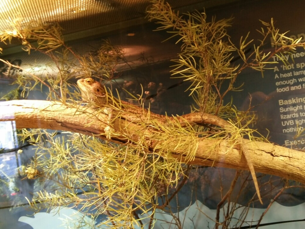 *悉尼*bearded dragon(2016.7.23)