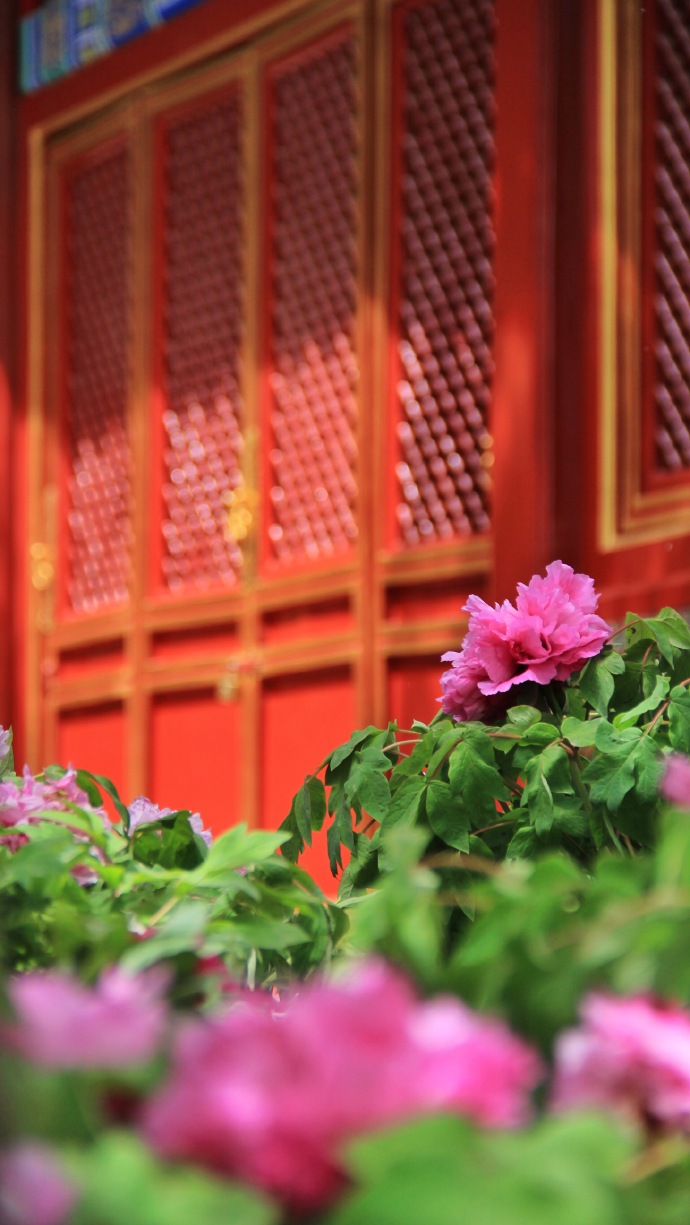 “唯有牡丹真国色，花开时节动京城。”今天是#天下无双品，人间第一花--故宫博物院藏牡丹题材文物特展# 牡丹花展的最后一天，有幸见证了宫中万株洛阳牡丹齐放的胜景，花海美不胜收，让人流连忘返！在北京的朋友想去赏花，今天下午是最后的机会哟！@故宫博物院