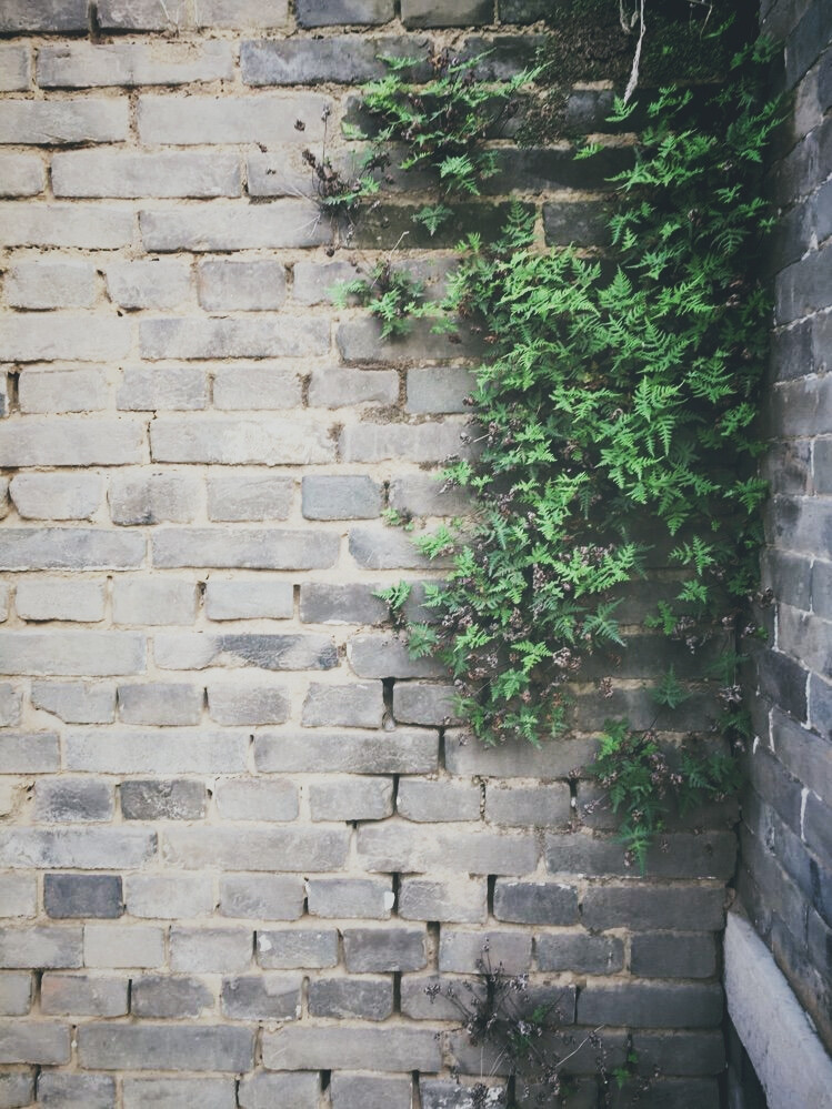 墙角爬满了蕨类植物，浓重的历史感