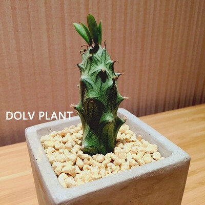 DOLV PLANT | 奥普林娜 普利西 女王气质 趣味植物 神马诡系列