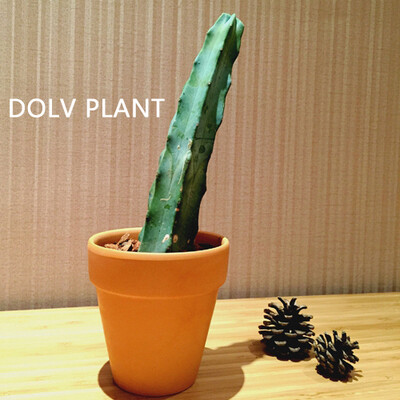 DOLV PLANT | 仙人木柱 唯舞Viwu 趣味植物 神马诡系列 小量天尺