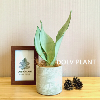 DOLV PLANT | 白玉虎皮兰 波利兰 豆绿亥特罗系列 桌面绿植优选