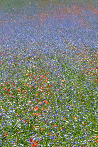 意大利的卡斯特鲁奇奥公园（Castelluccio Di Norcia），花的海洋，静谧的时光在微风中流淌，悠远而漫长。（摄影：Vinicio Tullio）