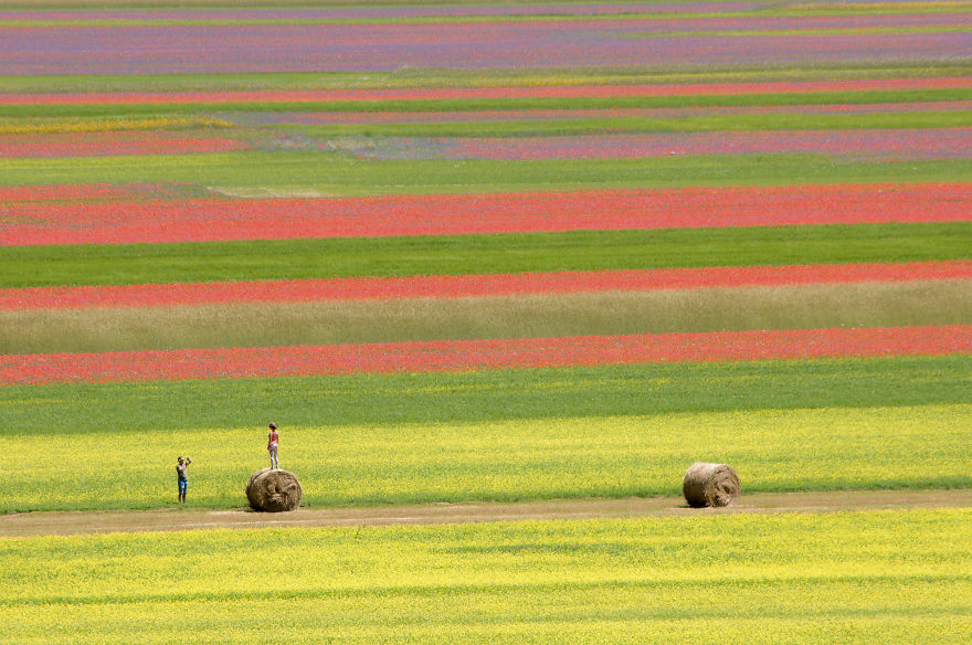 意大利的卡斯特鲁奇奥公园（Castelluccio Di Norcia），花的海洋，静谧的时光在微风中流淌，悠远而漫长。（摄影：Vinicio Tullio）