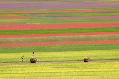 意大利的卡斯特鲁奇奥公园（Castelluccio Di Norcia），花的海洋，静谧的时光在微风中流淌，悠远而漫长。（摄影：Vinicio Tullio）